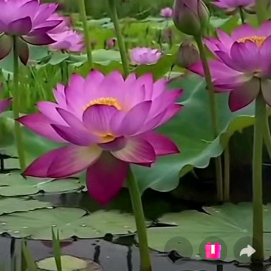 落花忆梦