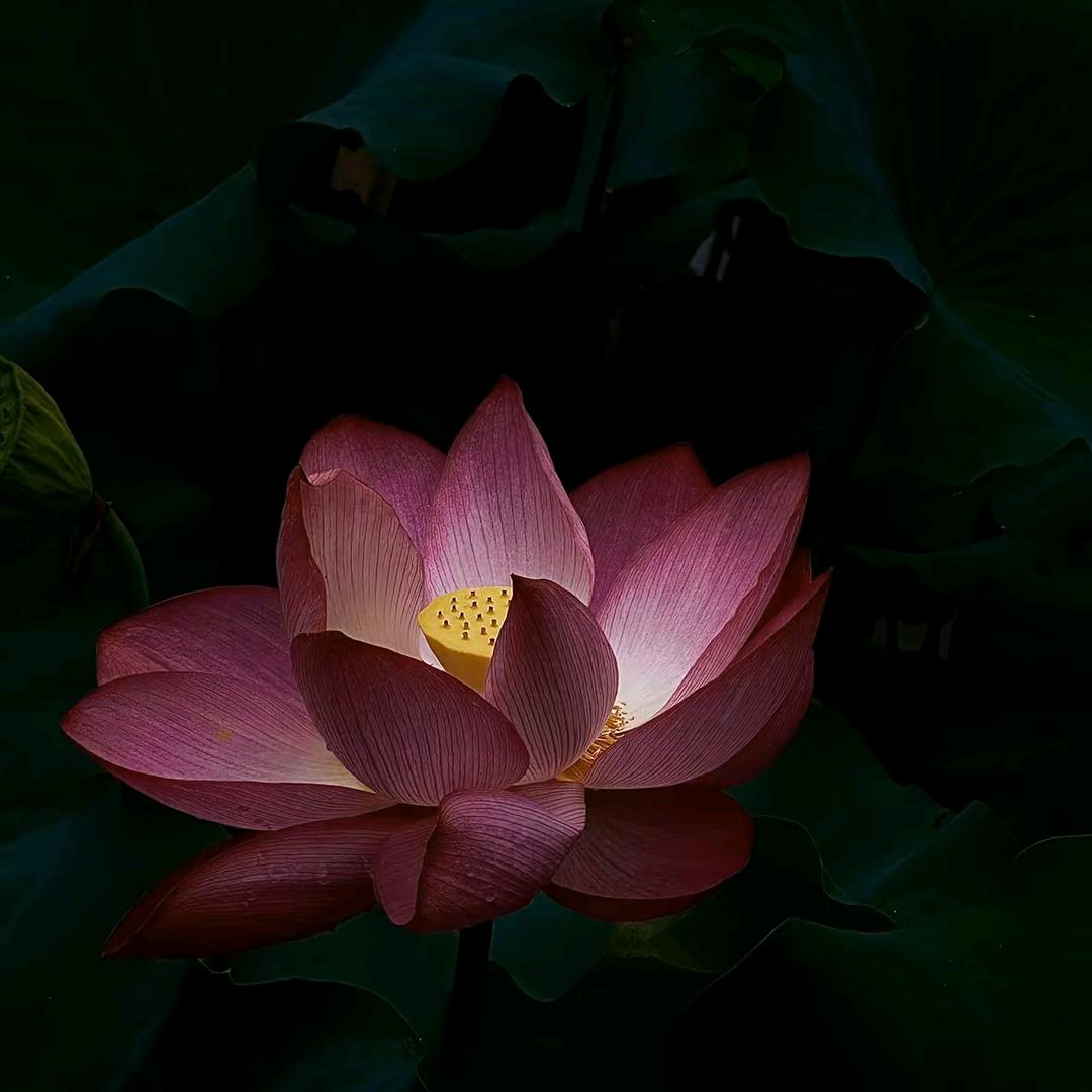 花开富贵：