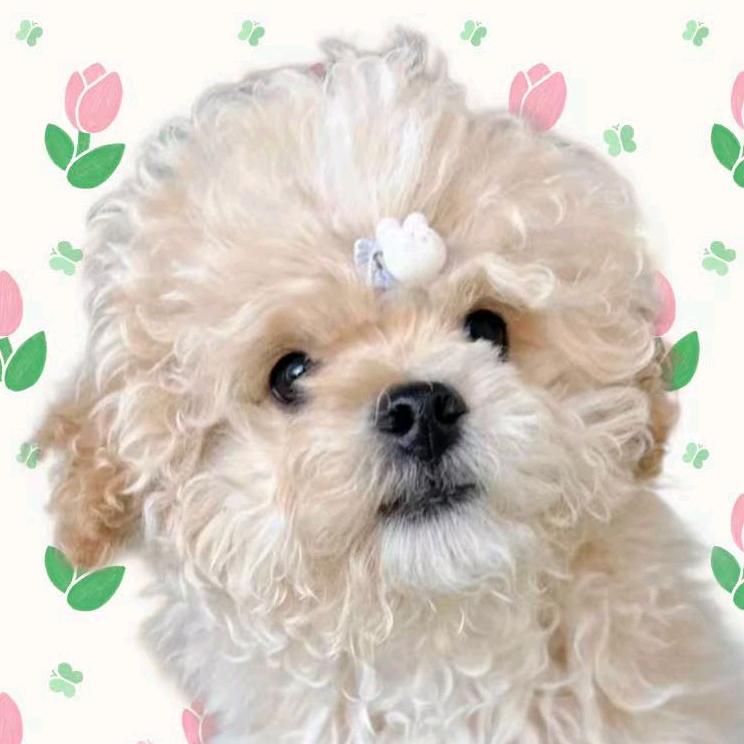 宝儿姐宠物服饰