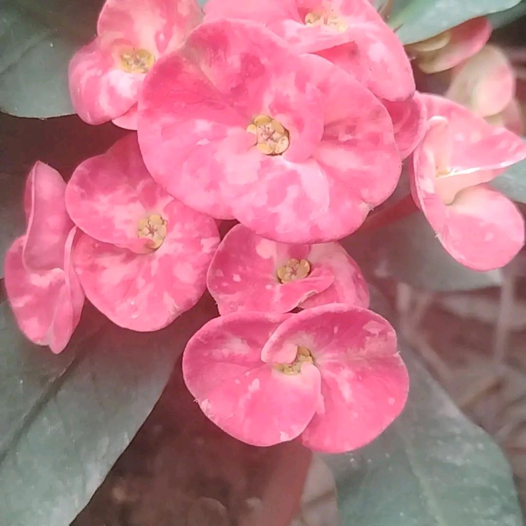 🦅🦅🦅🦅🦅🦅🦅🦅🦅🦅