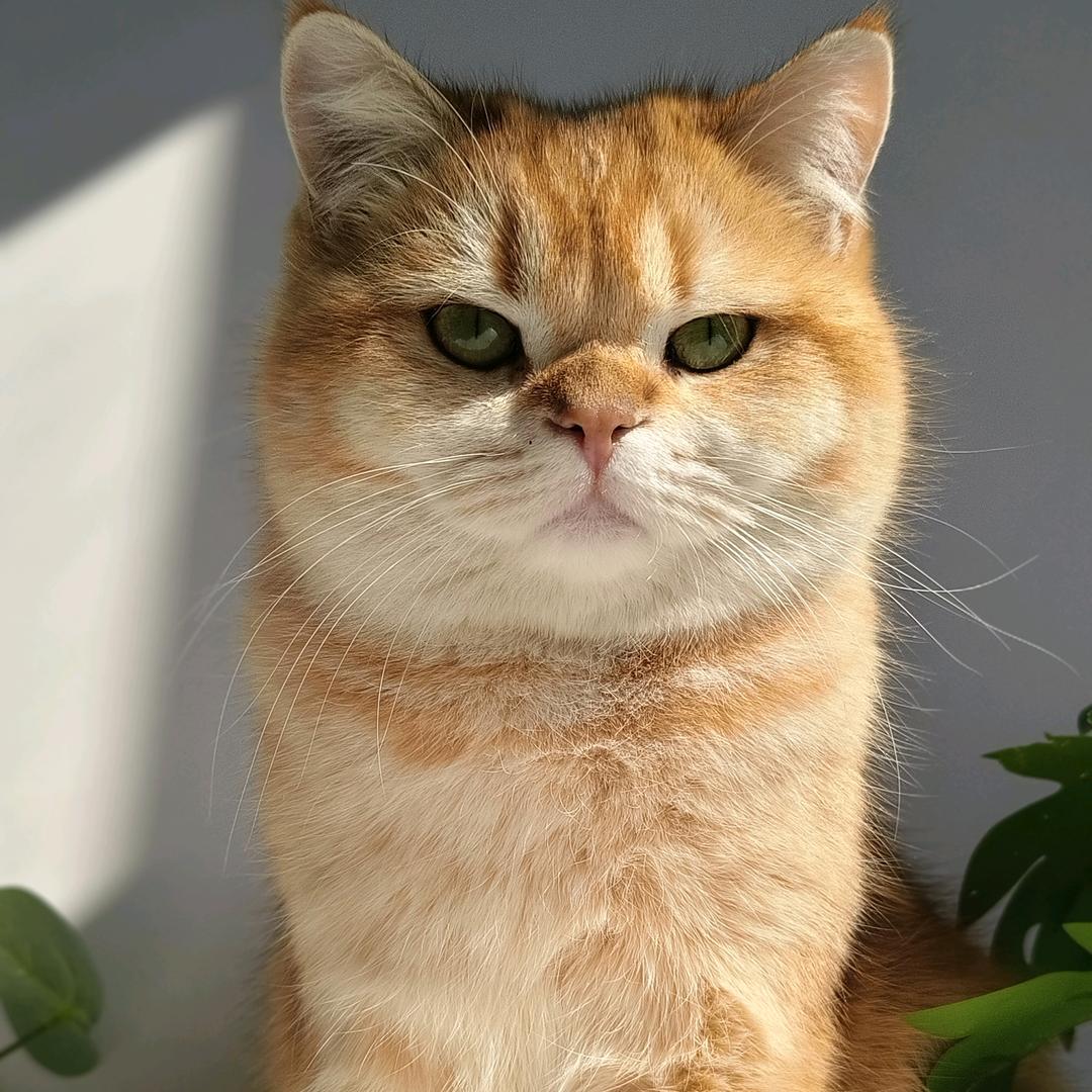 荣爱宠宠物用品旗舰店