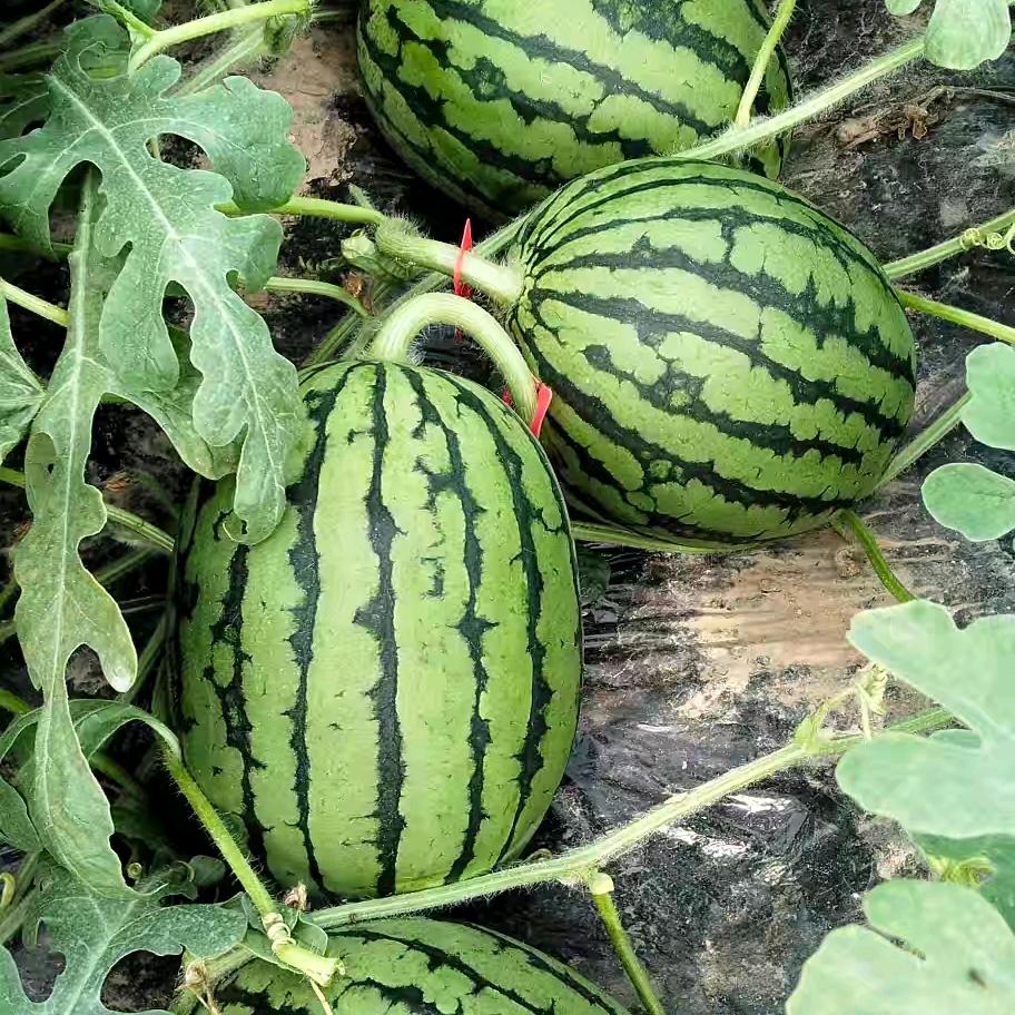 专业建棚拆棚砀山县王屯村