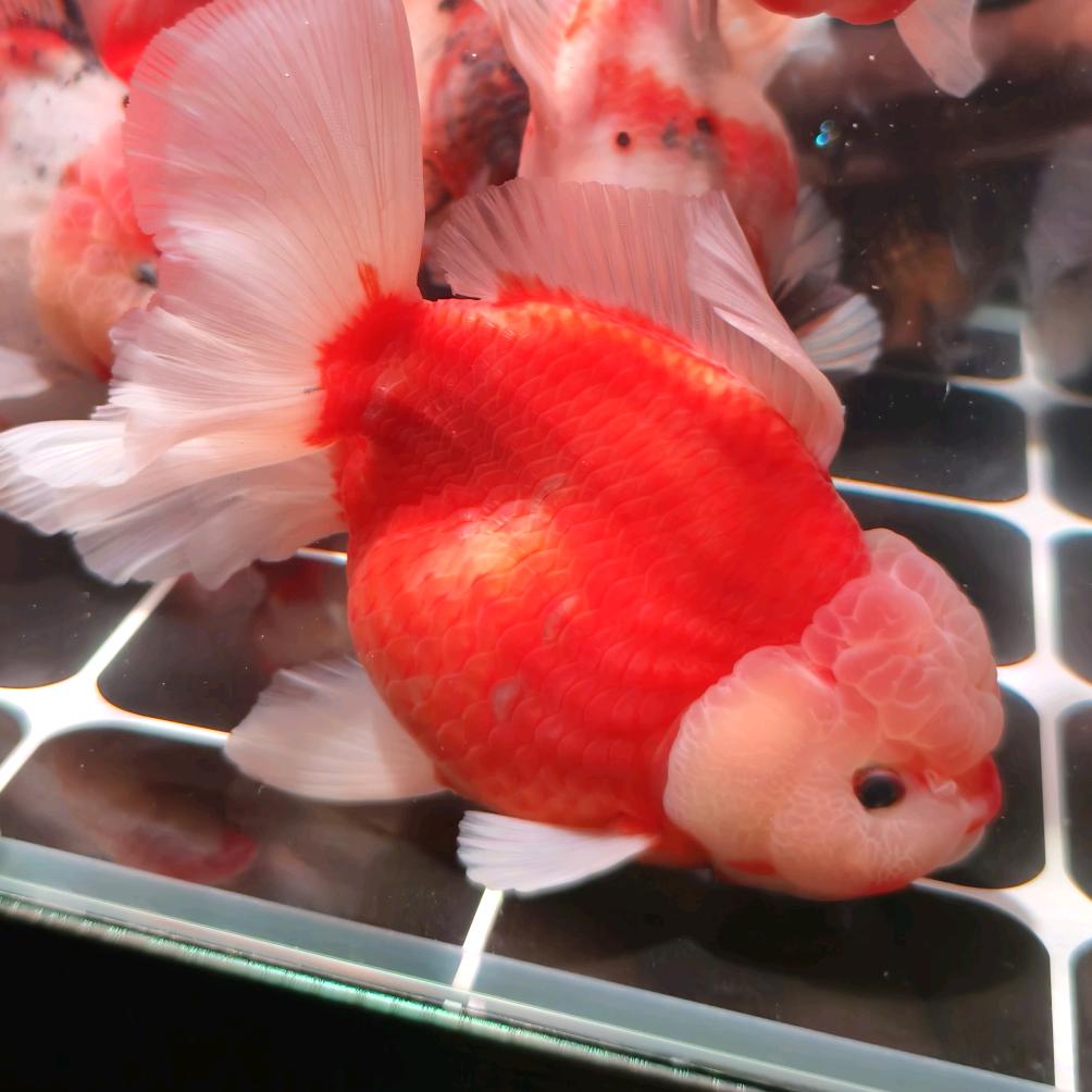 满丰观赏鱼