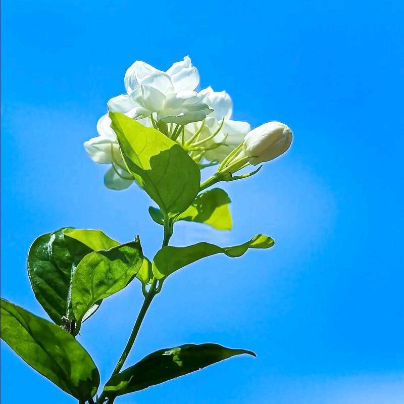农村酸甜苦辣