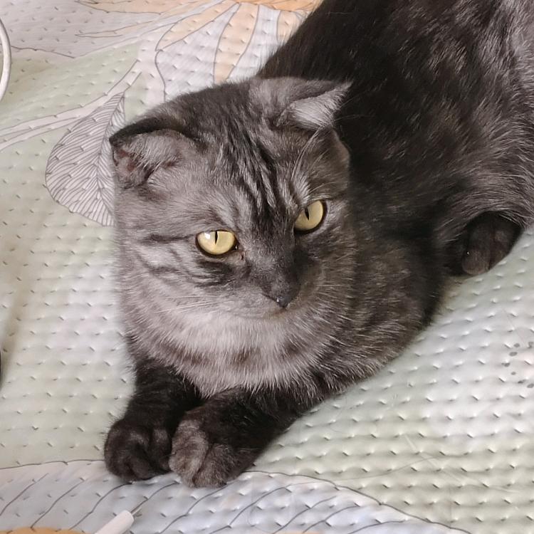 顾玖