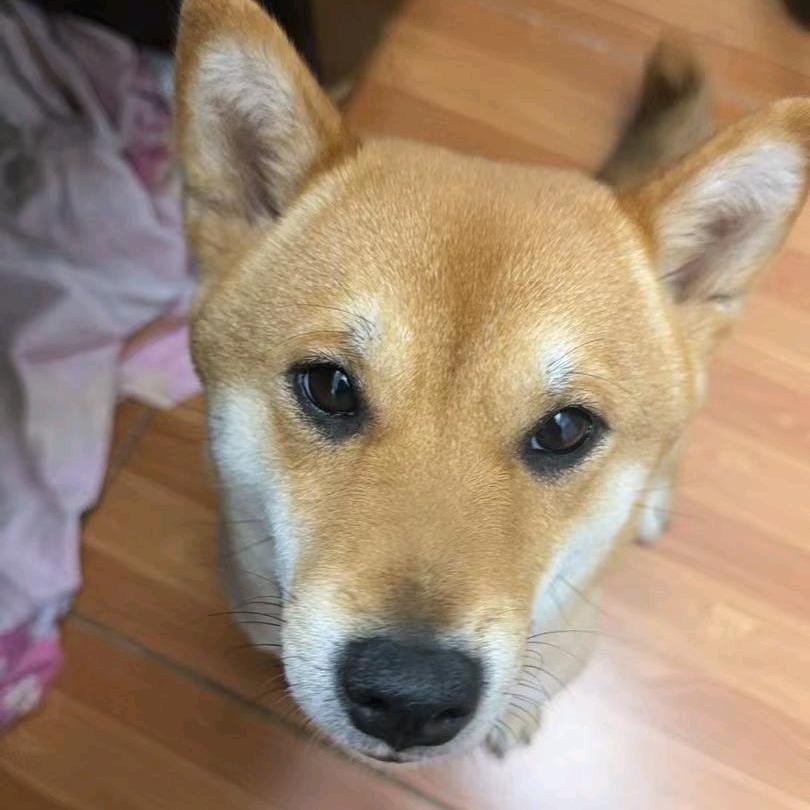 iPhone壳选