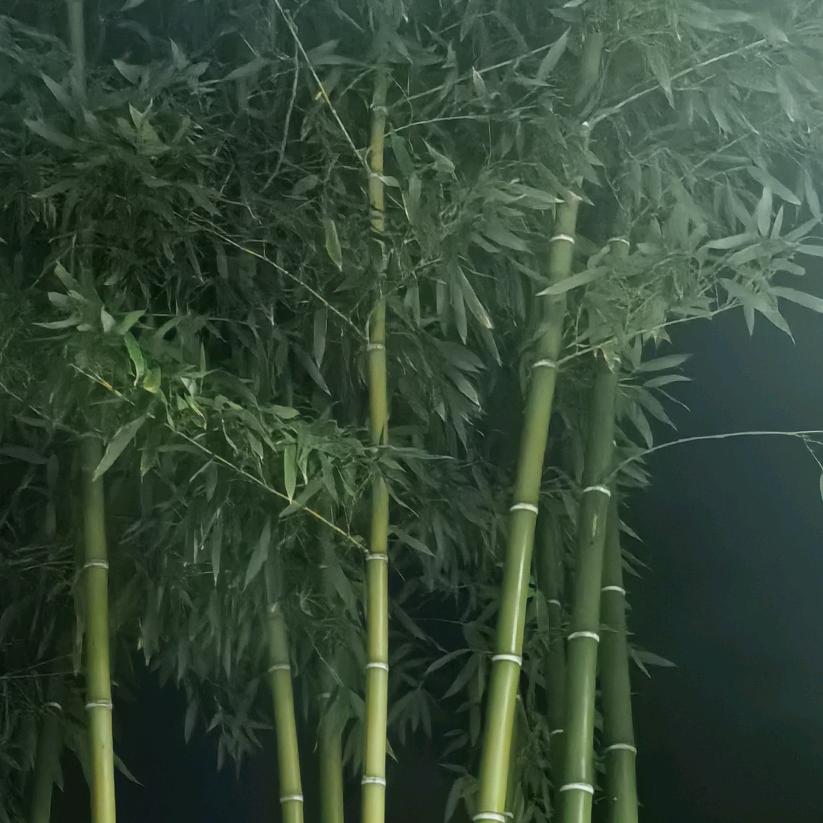 泰山岁寒三友