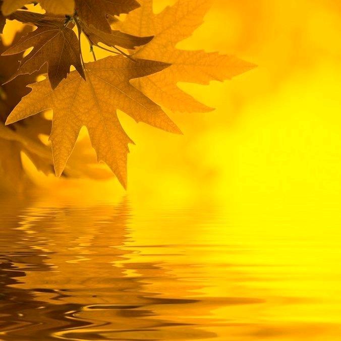 🍁