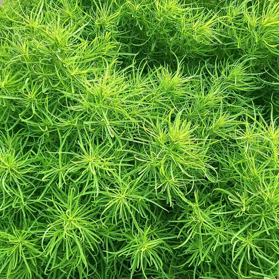 梦中的梦中人的梦