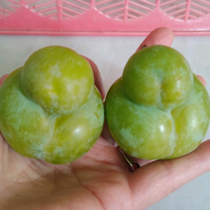 不会唱只会听