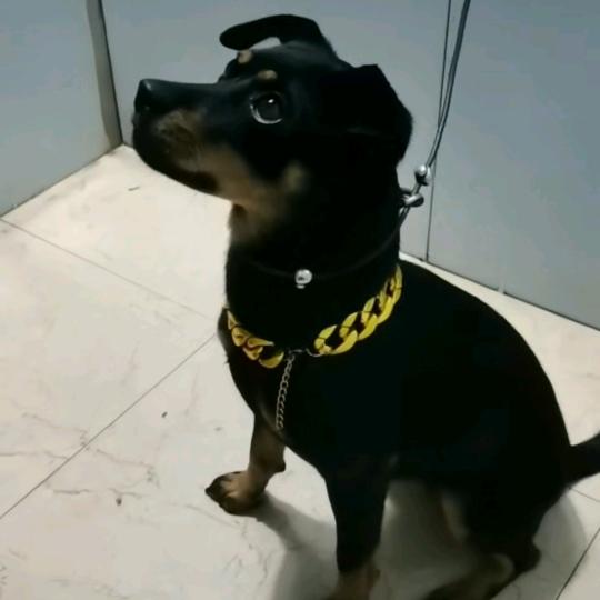 家有萌狗🐶（八万）