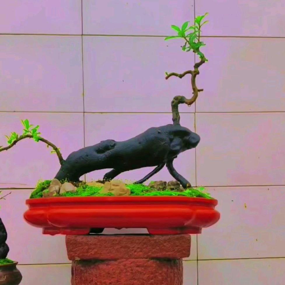 凤凰盆景刘刘刘刘
