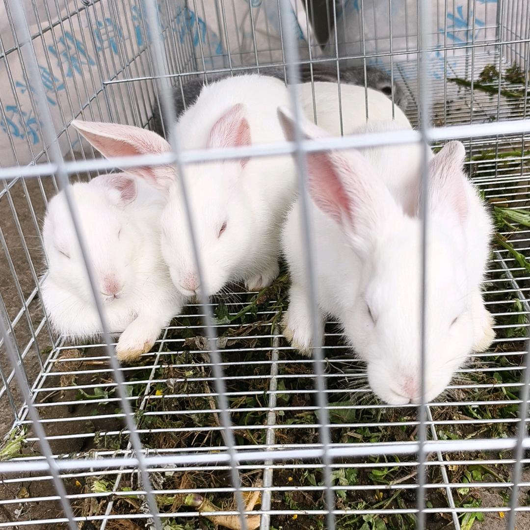 艳子