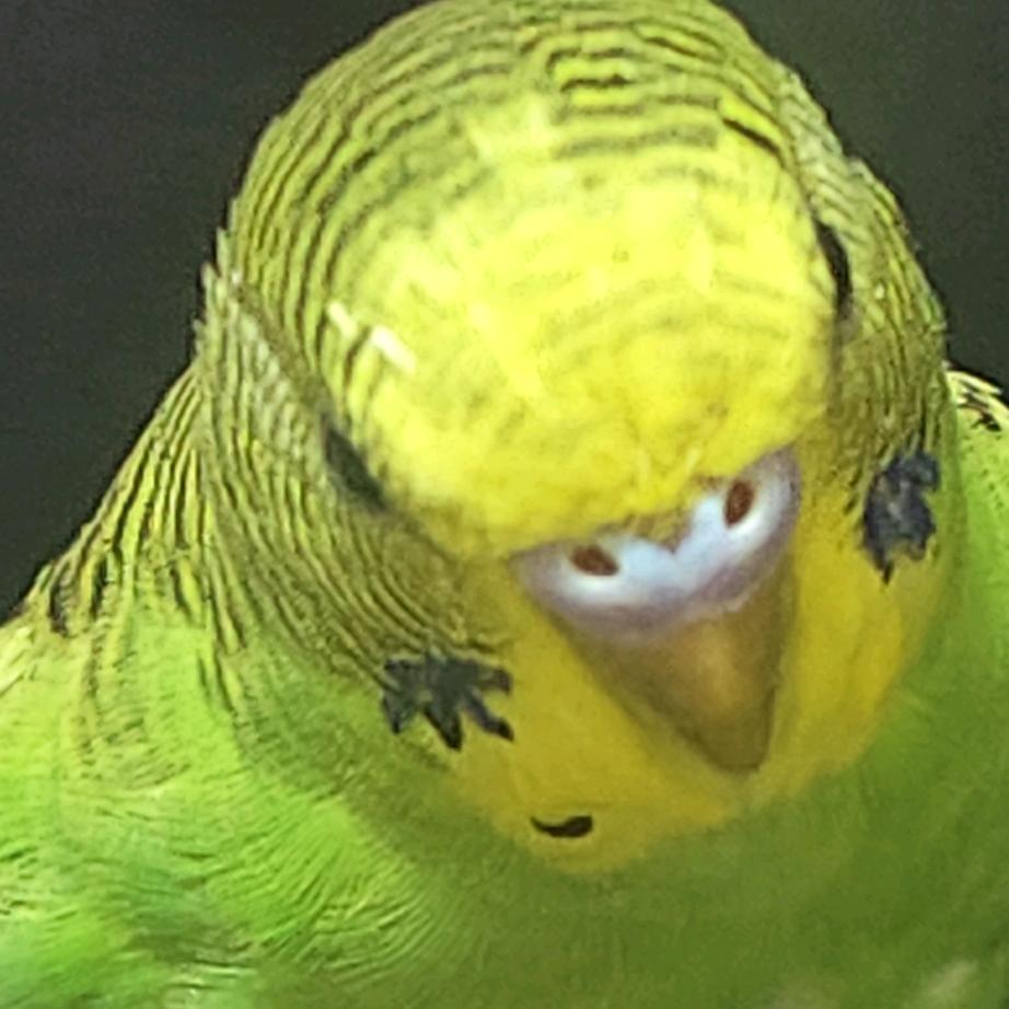 肥猫是鹦鹉
