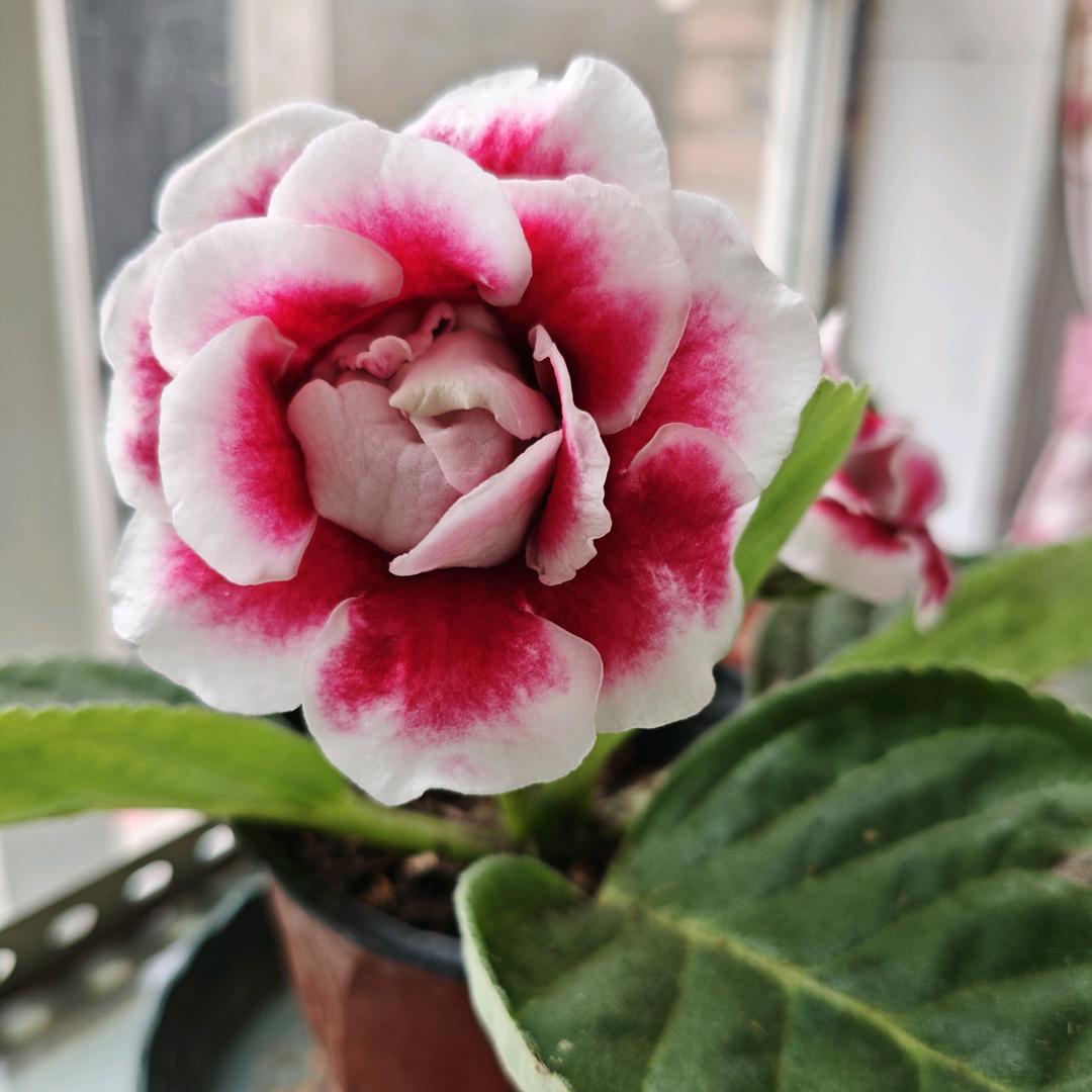 花🌸迷