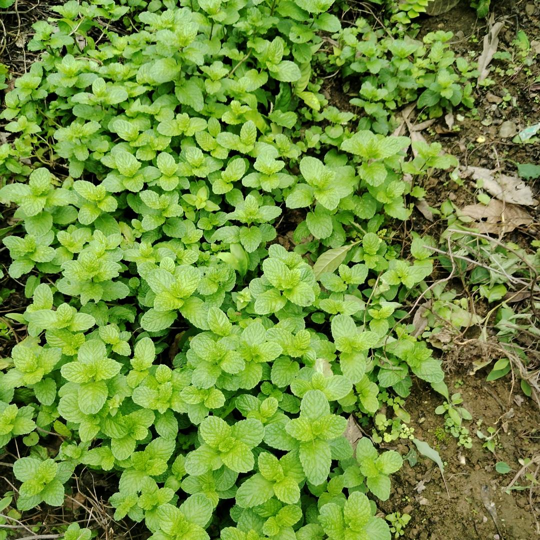 明天会更好