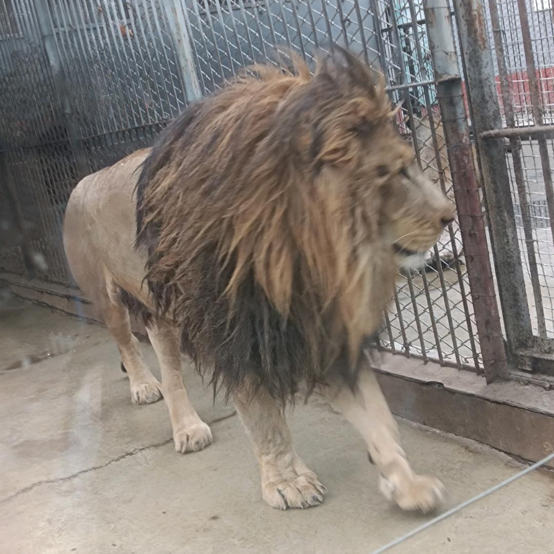 强哥烩面批发
