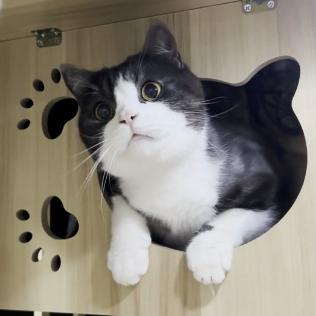布丁🍮家有好多猫