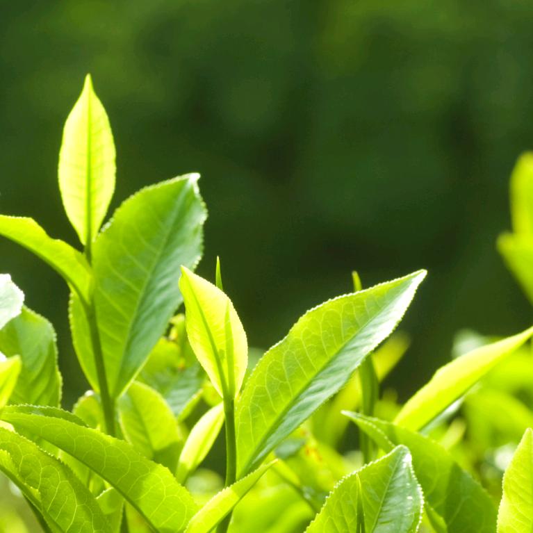 春暖花开的柠檬树