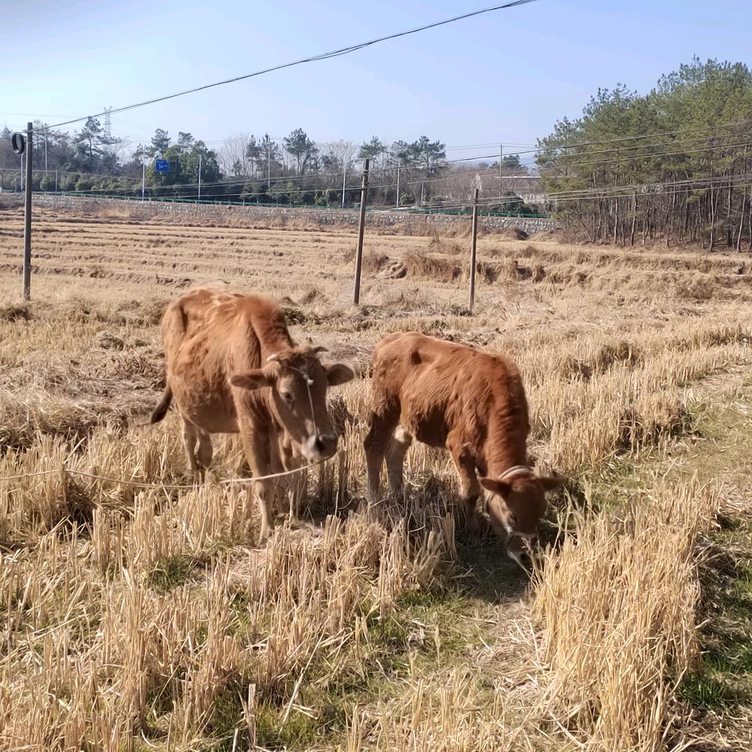 农家生态养殖业，，我家有土鸡蛋鸭蛋学要的