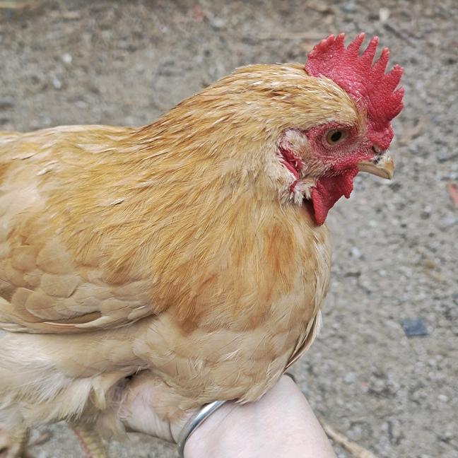 🌹ಇ᭄晚🍀妹࿐🌹