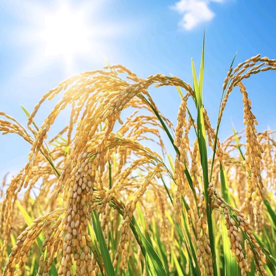 农家长粒香米香