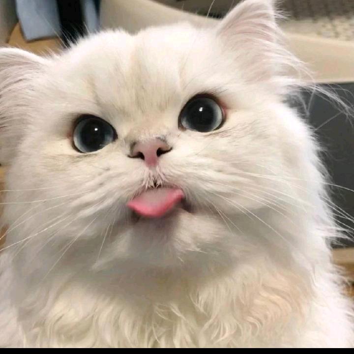 培琳小妈〈5252〉