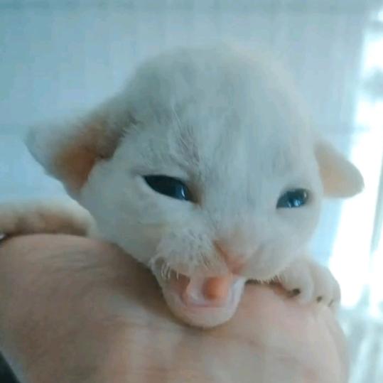 北方奔跑者宠物