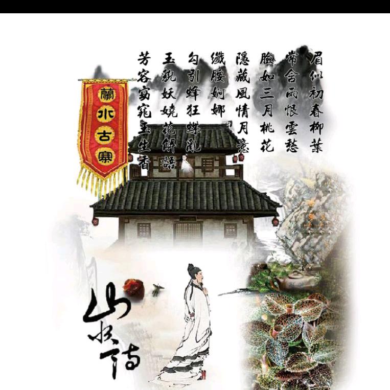 兰水古寨金线莲厂家直销