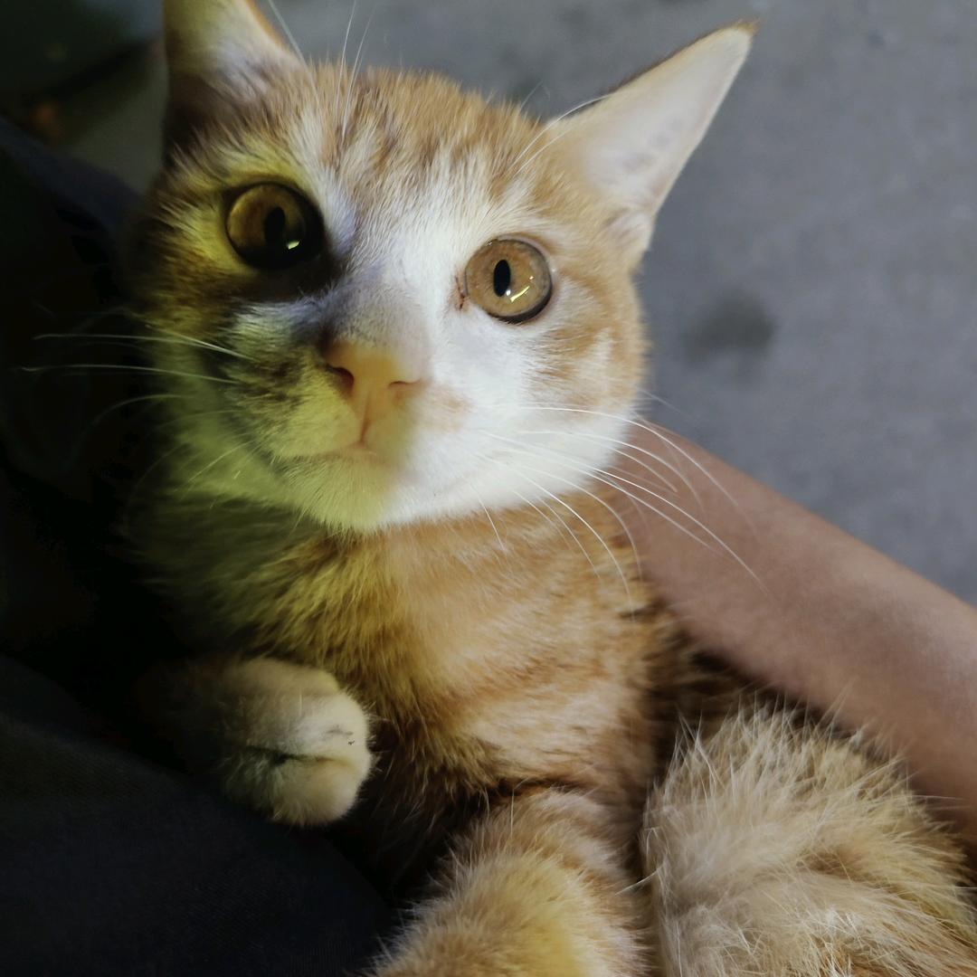 期末是个毒苹果吃了会变老巫婆