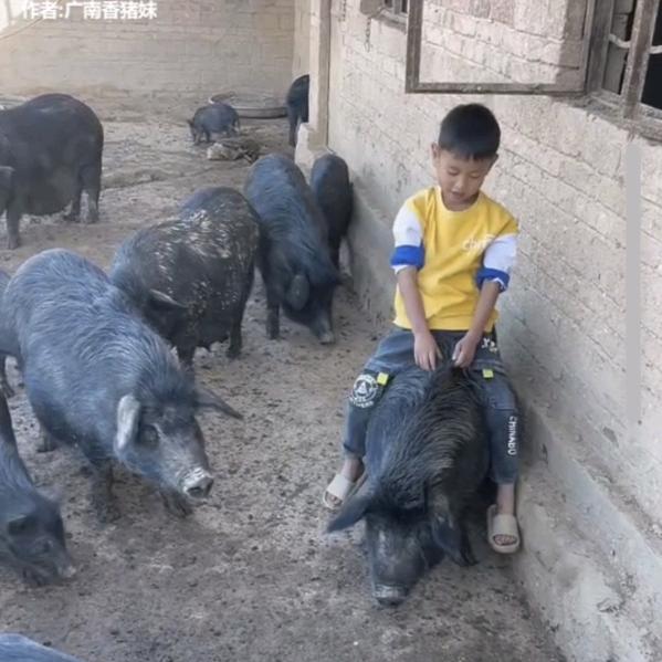 广南团山堡藏香猪放养