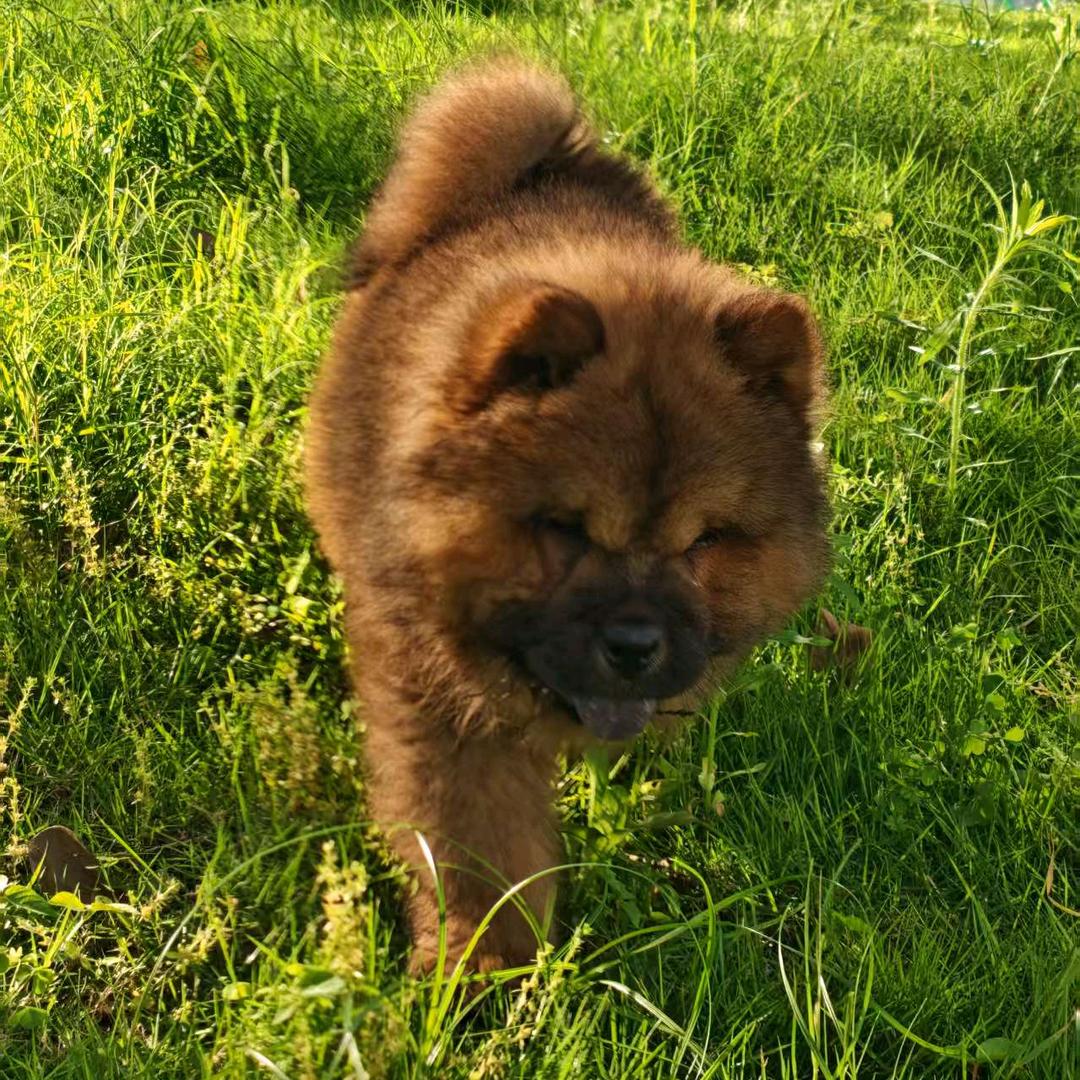 肉松哥（中华帝王猎犬）