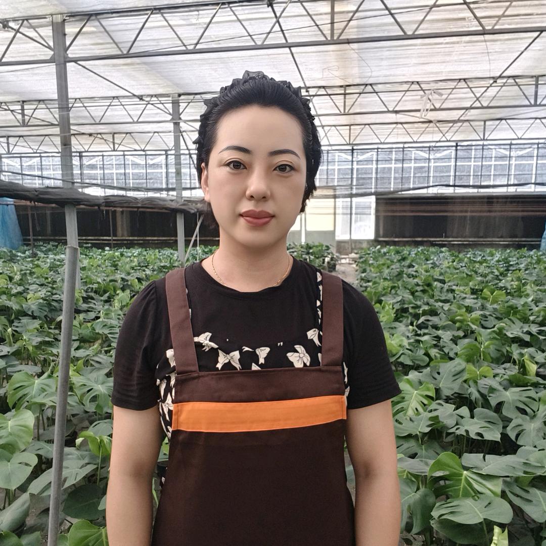 郑州阳特绿植