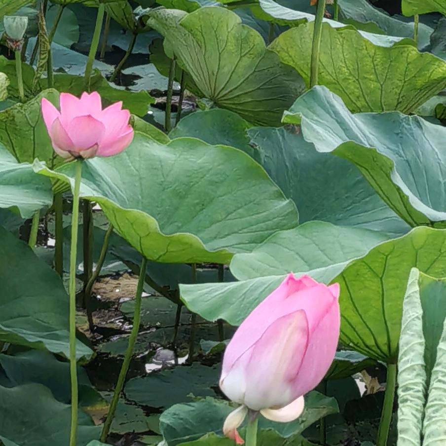 幸福轻舞飞扬