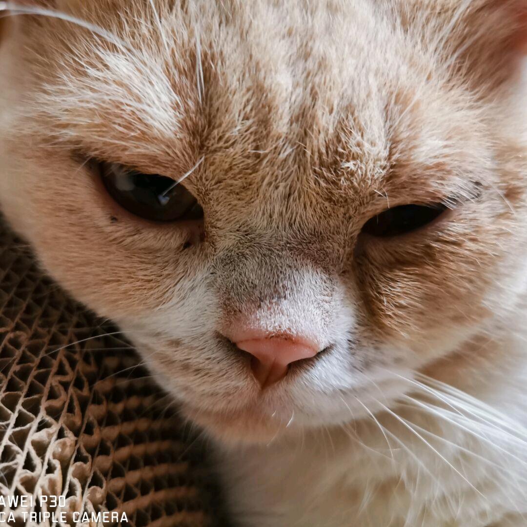 CC