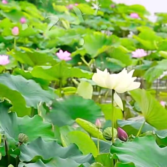 正在进行史