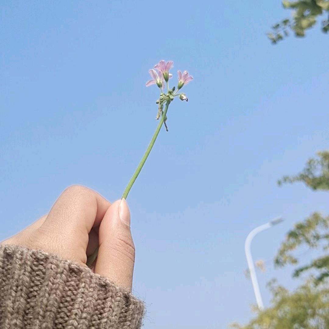 朝花夕拾^