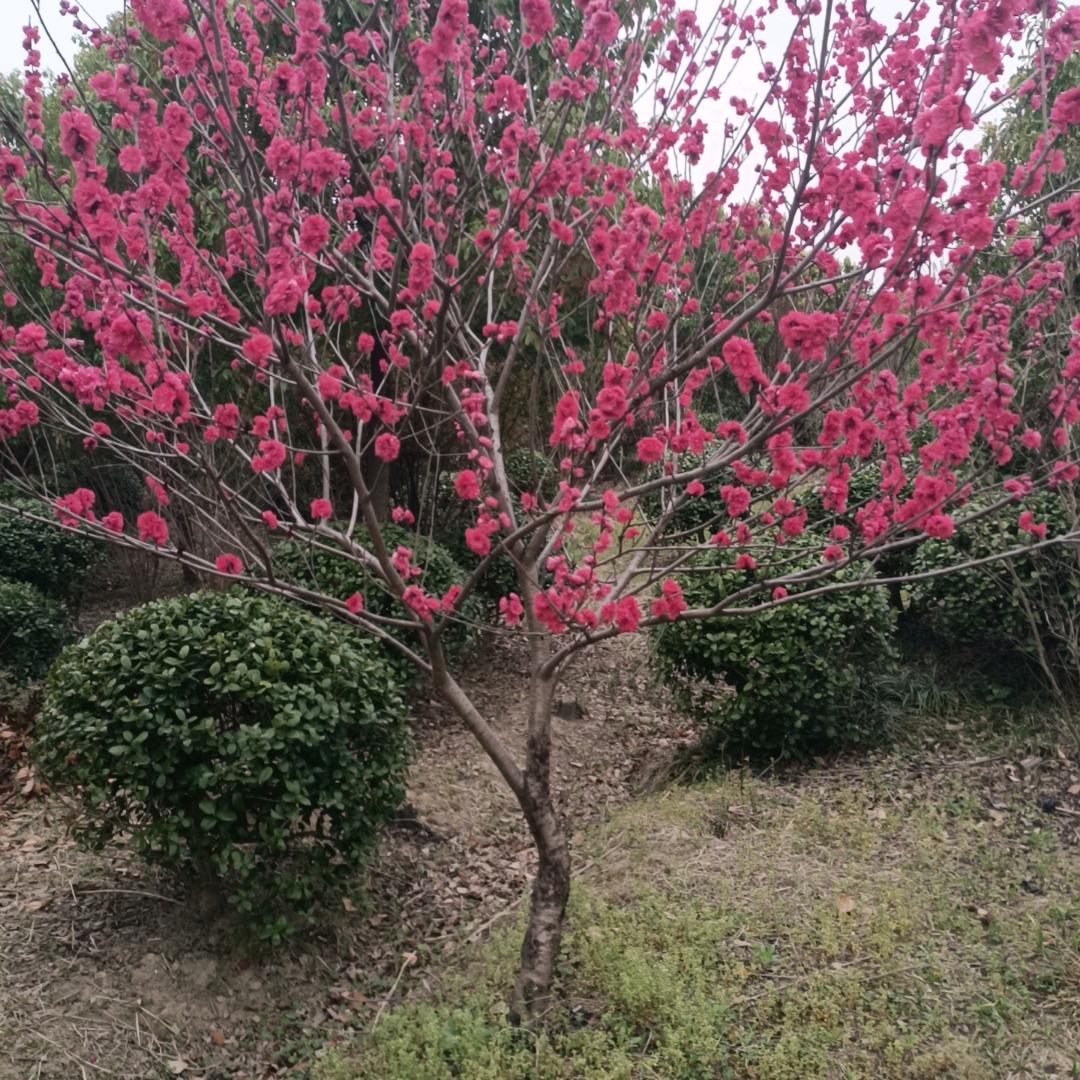 常州红杰园林绿化工程有限公司