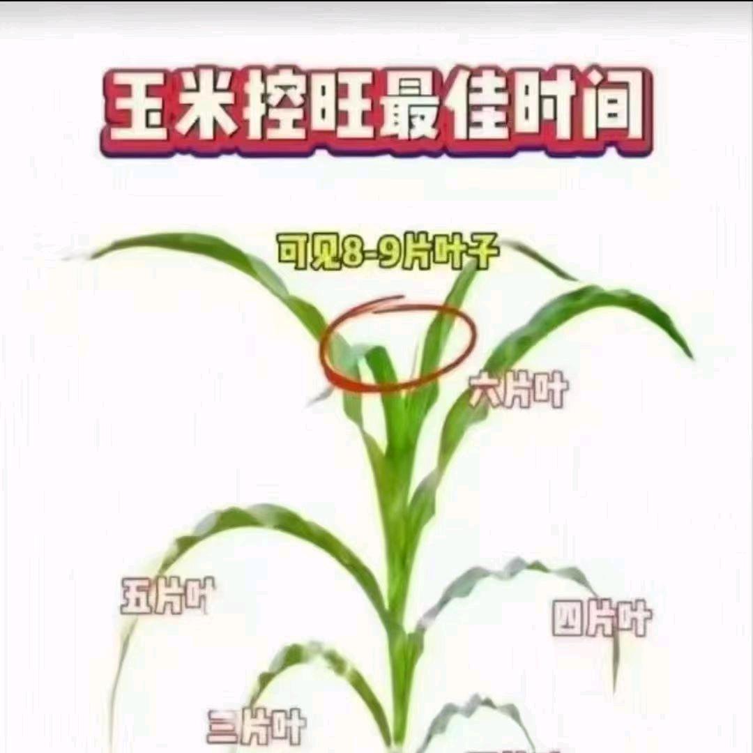 宁阳万丰王老头