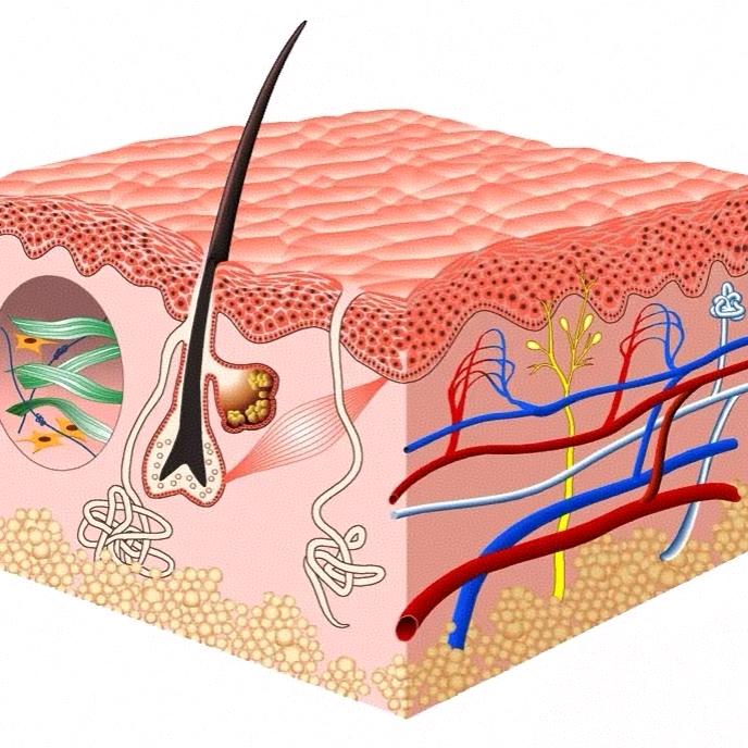 小梦与皮肤历险记