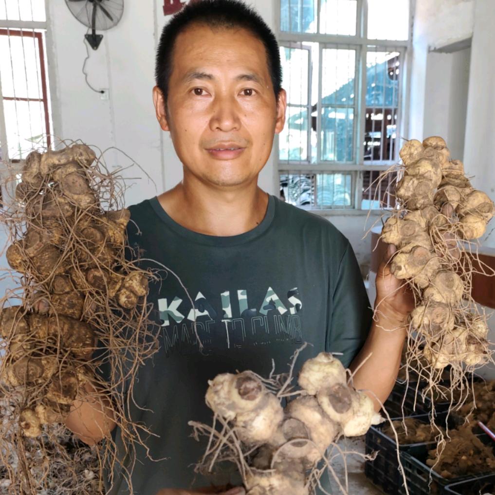 南方山银花之都