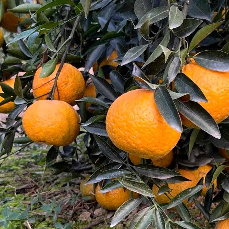 新会天马茶枝柑果园