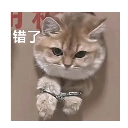 嘻嘻哈哈