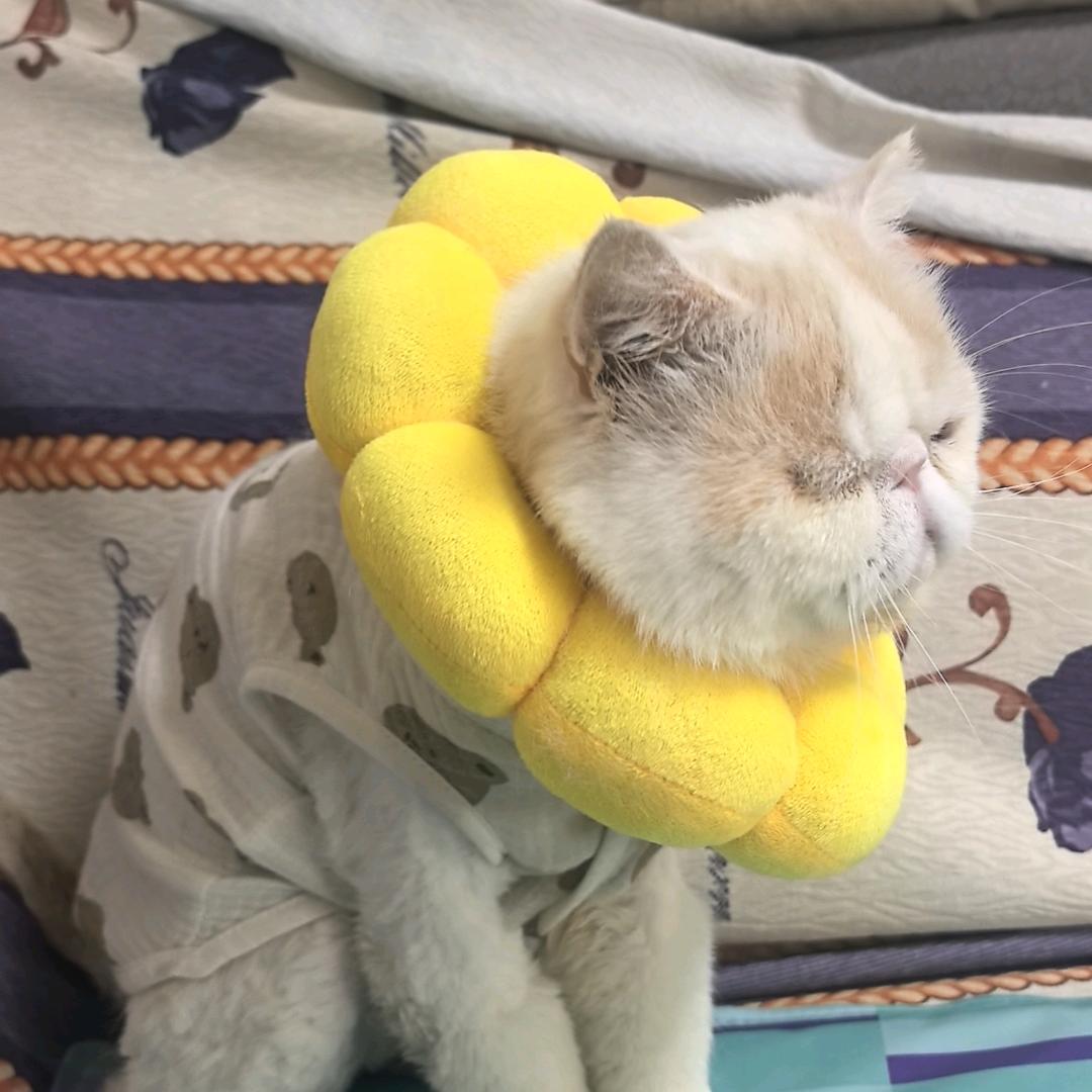 w星期八