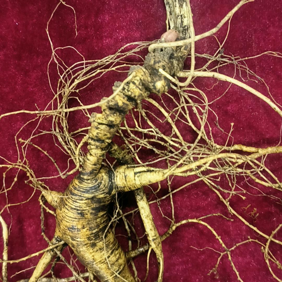 参小弟千禧滋补