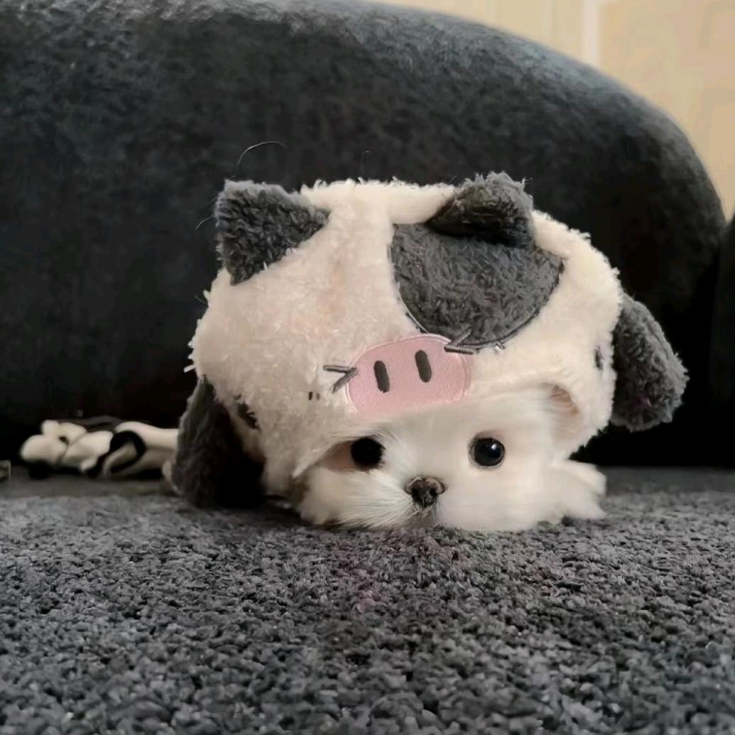 puppyhood💤