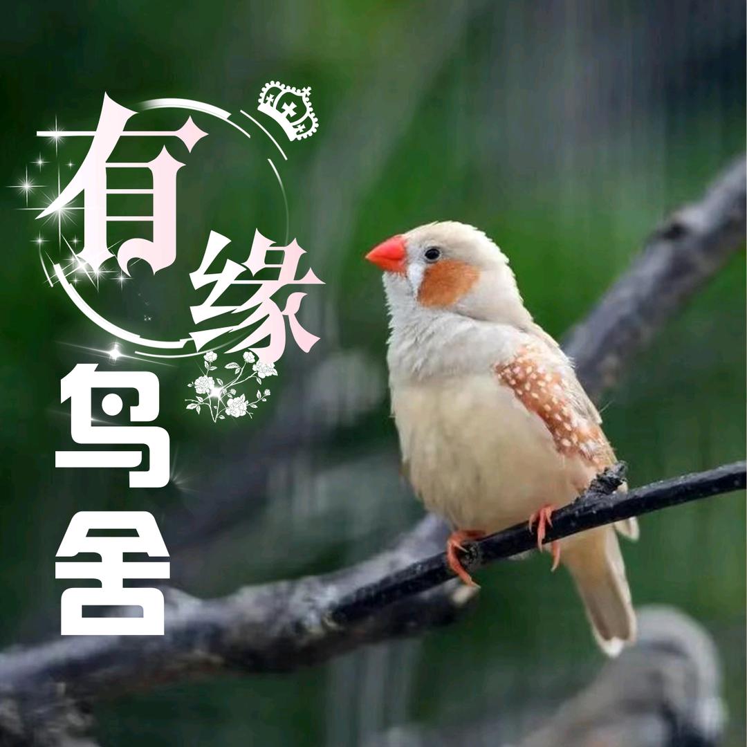大企鹅珍珠鸟
