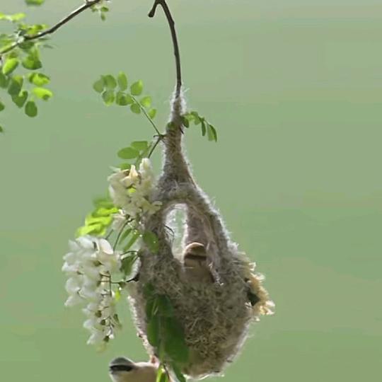 爱吃桔子