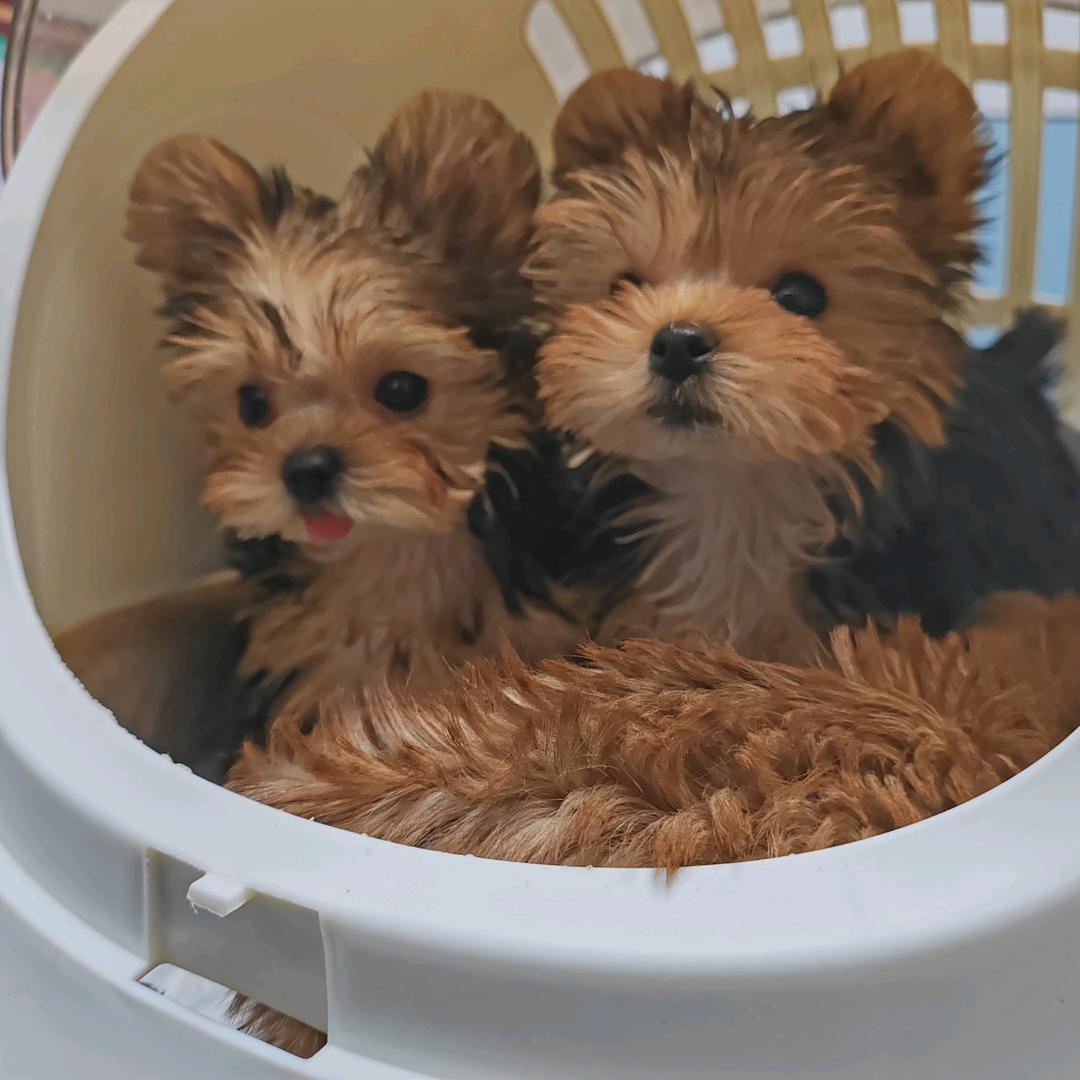 呛(三角洲行动))