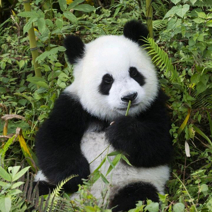 拽拽哥